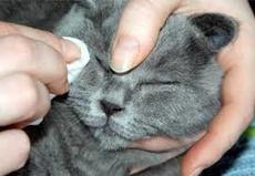 Ирит и иридоциклит у кошки