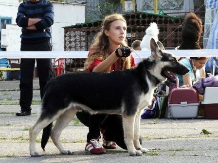 Как это работает: заводчик породистых кошек Как это работает: заводчик породистых кошек
