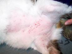 Причины потери шерсти у кошек