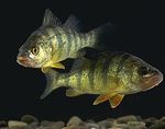 морская рыба семейства окуневых список. Смотреть фото морская рыба семейства окуневых список. Смотреть картинку морская рыба семейства окуневых список. Картинка про морская рыба семейства окуневых список. Фото морская рыба семейства окуневых список