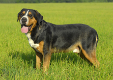 Bolshoj Shvejcarskij Zennenhund Bolshaya Shvejcarskaya Pastushya Sobaka Grosser Opisanie Porody Fotografiya Stati